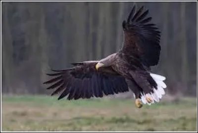 Complétez le nom de ce rapace : "Pygargue à queue ..." :
