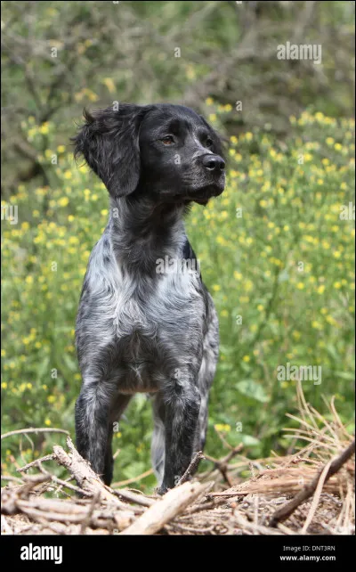 Le chien ci-dessus est un...