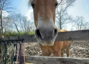Quiz Rvise ton Galop 1 (quipement)