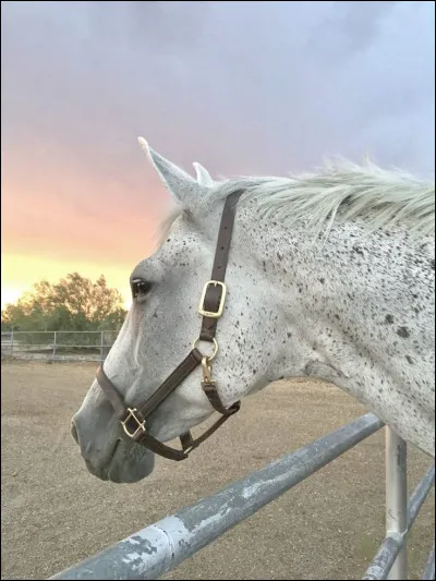 Passons maintenant à l'équipement. Que porte ce cheval sur sa tête ?