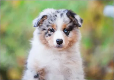 Quel animal totem choisirais-tu ?