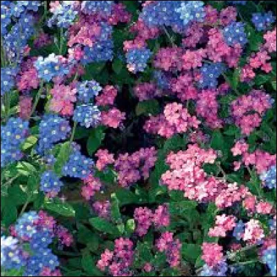 Des oreilles de souris, vous ne voyez pas, quelles fleurs est-ce ?