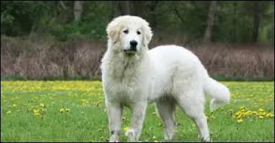Le Rhône. Gilbert Bécaud. 

Y a des millénaires
Que j'use les pierres
Qu'à hauteur de fleuve
Je roule mon cur
D'en haut l'épervier

-----
Regardent le Rhône.

Qui sont ceux qui regardent le fleuve ?