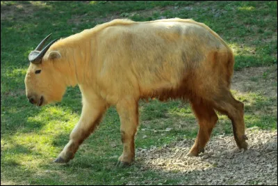 Quel est le nom de ce bovidé vivant en haute altitude dans l'Himalaya en particulier au Bhoutan ?.