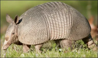 Quel est le nom de de mammifère couvert d'une carapace de plaques osseuses articulées ?