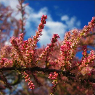 Quel est le nom de cet arbuste dont les fleurs forment des chatons roses ?