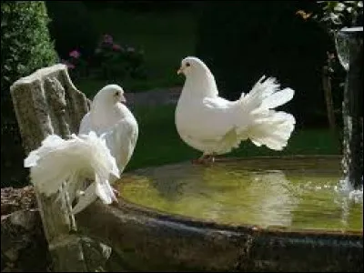 Combien y a-t-il de "colombes" d'après une chanson de Mireille Mathieu ?