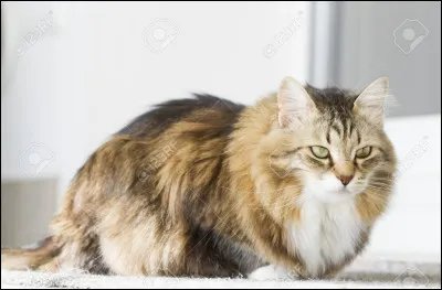 Coucou !
Préfères-tu un chat à poils longs ou à poils courts, sur ton image ?