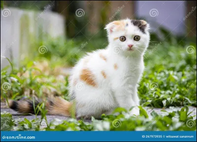 As-tu une préférence pour la couleur du pelage de ton chat ?