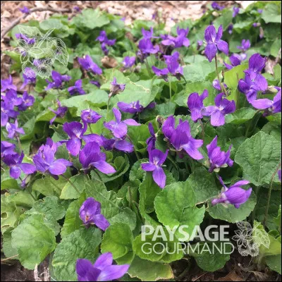 Quelle est cette teinte de violet ?