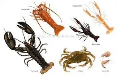 Où se trouve l'écrevisse sur les photos ci-dessous ?