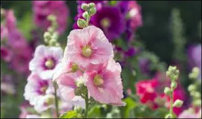 De quelle fleur s'agit-il sur la photo ci-dessus ?