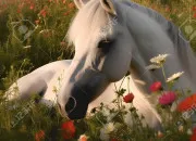 Quiz Connaissances sur les chevaux
