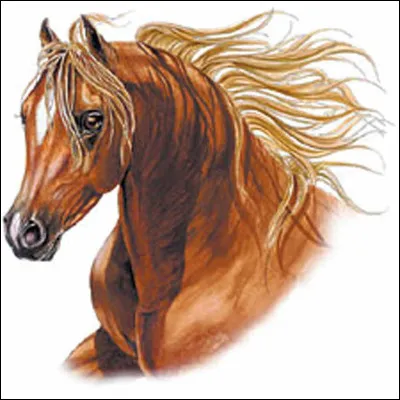 Comment se nomme la partie blanche sur le chanfrein du cheval ?