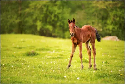Comment appelle-t-on un cheval de moins d'un an ?