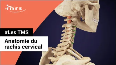 Qu'est-ce que le rachis ?