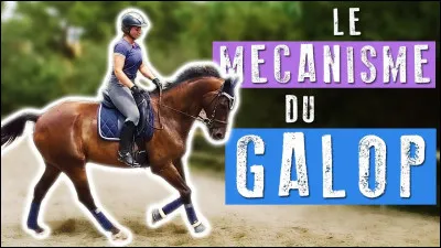 Le mécanisme du galop à droite, est...
