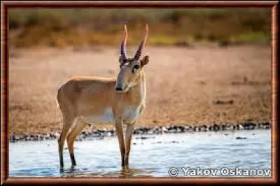 Quel est le nom de cette antilope présente notamment au nord de la mer Caspienne ?