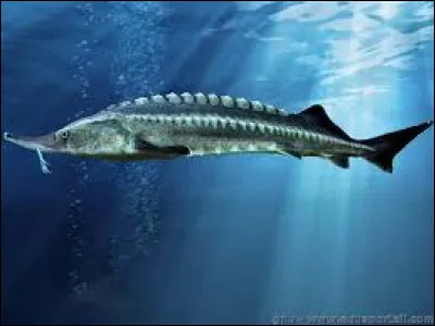 Aujourd'hui, quelle proportion du caviar consommé en France vient des esturgeons sauvages de la mer Caspienne ?