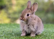 Quiz Vrai/faux sur le lapin