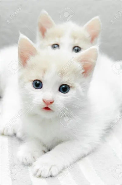 Quel était son nom de chaton ?