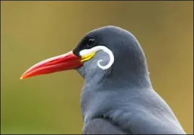 Comme je peux tout vous demander, (c'est moi qui compose ce quiz), que vous inspire le mot "sterne" ?