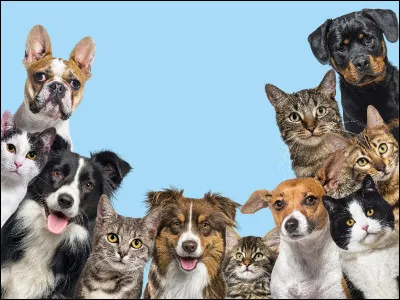 A-t-il un animal de compagnie ?