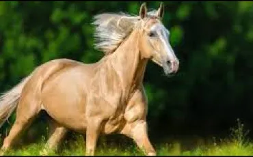 Quiz Chevaux