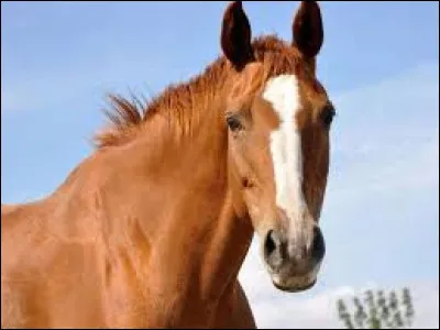 Quelle est cette robe ?