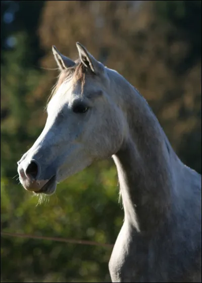 Quelle est cette robe ?