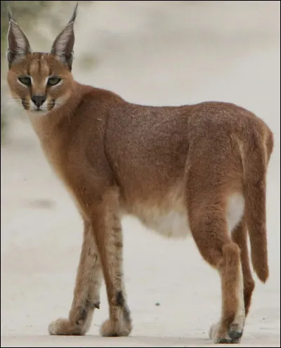 Et ce grand chat de la savane... à quelle espèce appartient-il ?