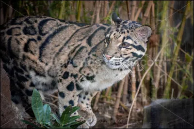 Et quel est le nom de ce magnifique félin en voie de disparition ?