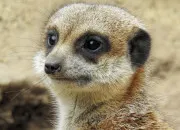 Quiz Vrai/faux sur le suricate