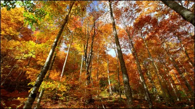 Quelle est ta saison préférée ?