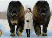Test Quelle race de chiens tes-vous ?