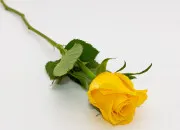 Quiz Code couleur ''jaune'' !