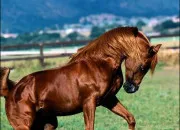 Quiz Les robes de chevaux