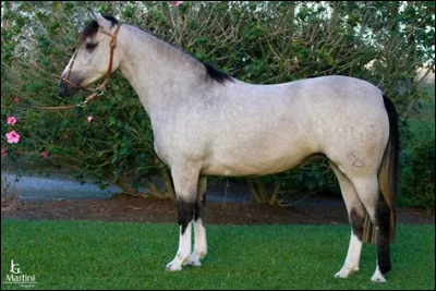 Quelle est la robe de ce cheval ?