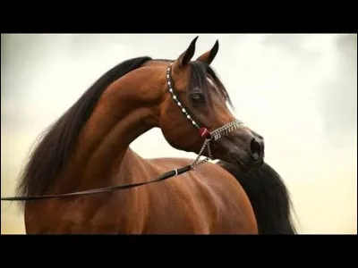 Quelle est la robe de ce cheval ?