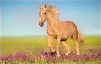 Quelle est la robe de ce cheval ?