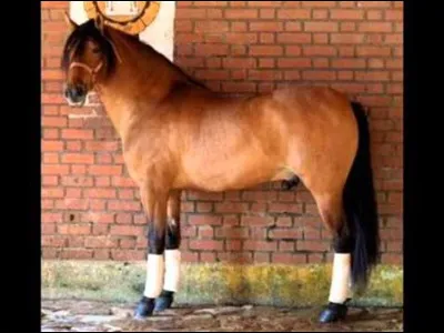Quelle est la robe de ce cheval ?