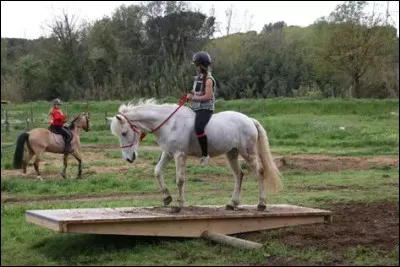 Quelle est la robe de ce cheval ?