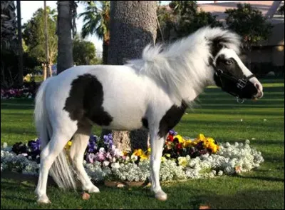 Quelle est la robe de ce cheval ?