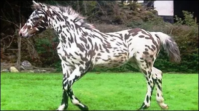 Quelle est la robe de ce cheval ?