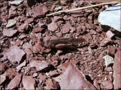 Certaines espces se confondent avec l'environnement. Comment s'appelle cette proprit ?