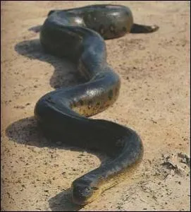 Combien de vertbres ont les grands serpents ?