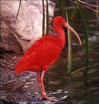 Comment s'appelle l'chassier sacr de la Haute Egypte ?