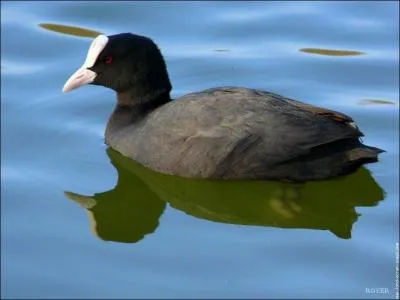Y a-t-il des animaux qui marchent, qui nagent et qui volent ?