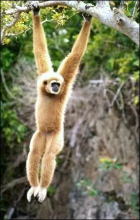 Quel est le plus petit des anthropodes ou hominods ?