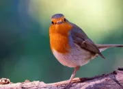 Quiz Les animaux